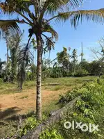 Residential Plot for Sale near Tripunithura.
