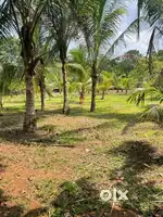 2.43 acre land for sale at kurichy