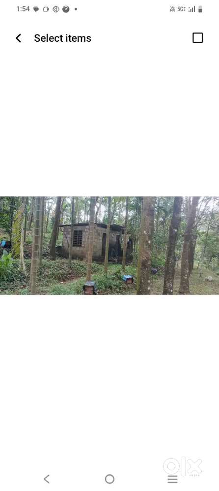 1.5 acrerubber estate