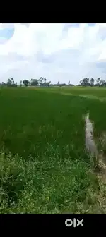 Jamin bahut acch hi