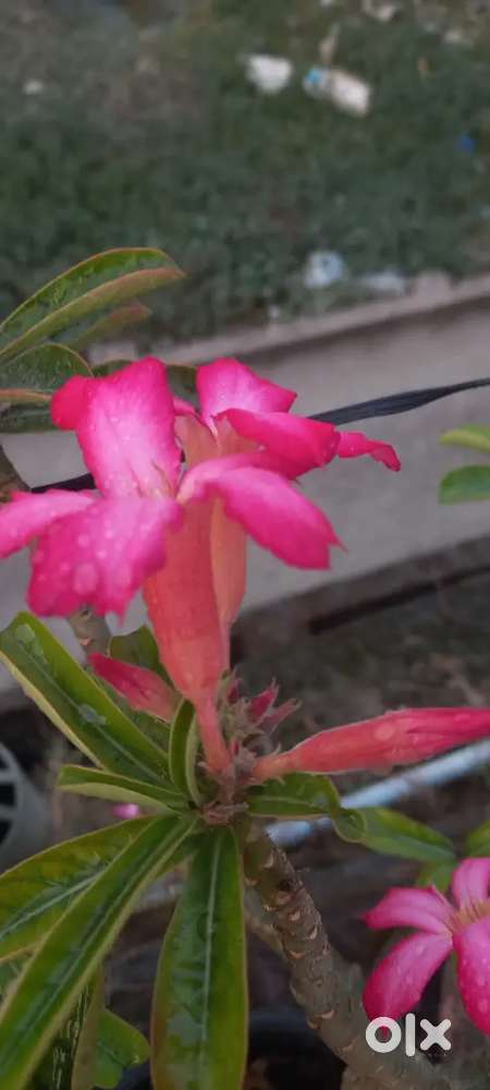 Adenium for grafting