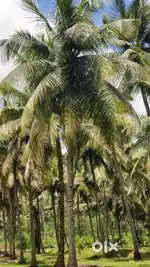 Pollachi to palakkad road nearly
