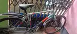 RANGER CYCLE (6 month old)