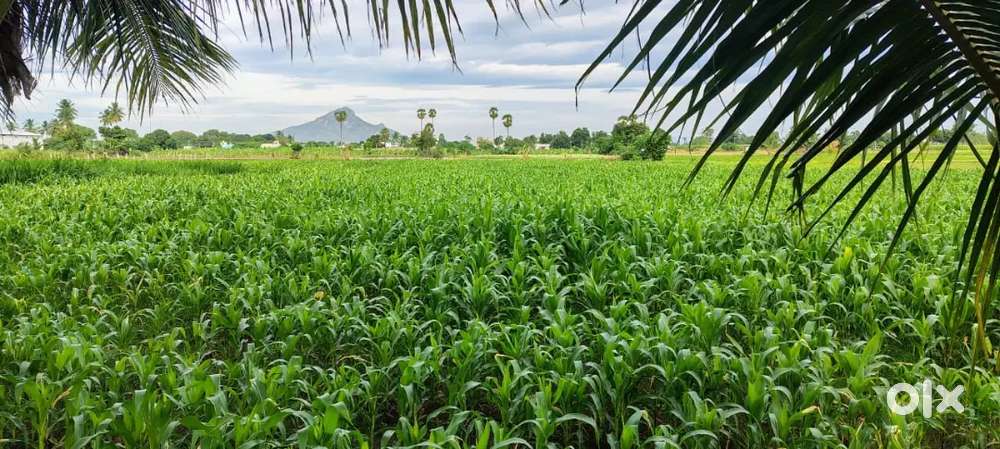 Tiruvannamalai to tindivanam road towards 9kms somasipadi