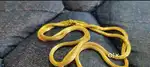 3 Sawrn Gold Chain
