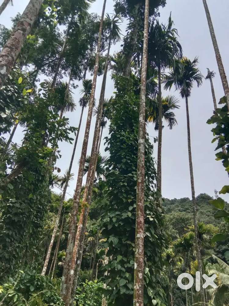 അട്ടപ്പാടി - ചതുരശ്ര അടിയിൽ കൃഷിഭൂമി വിൽപ്പനയ്ക്ക്
