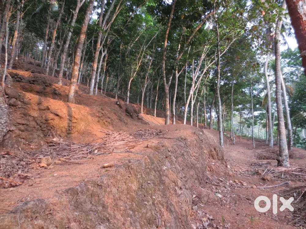 1 acre rubber plantation Estate Vellanad Thiruvananthapuram