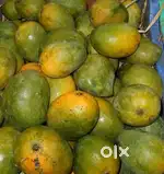 Mango plant (kalapad mango)