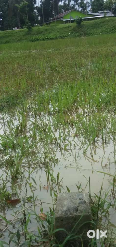 Land for sell at golaghat nr. Tatlitol golaghat furkating road