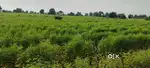 4 ACRE HIGHWAY TOUCH IRRIGATED LAND FOR SALE AT  JUNGLAPUR WARDHA