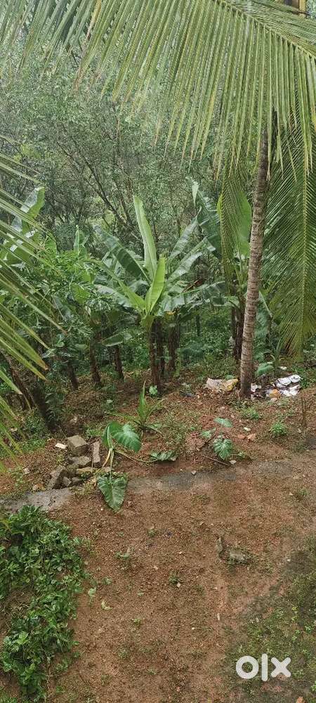 കൃഷി ചെയ്യുന്നതിന് മറ്റും അനുയോജ്യമായ വസ്തു വിൽപ്പനയ്ക്ക്