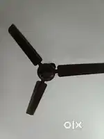 Ceiling fan