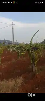 Sri gandham and dragen fruit land for sale