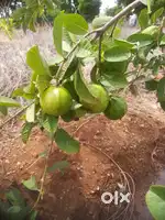 4.25 acer for sale