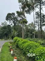 2.54 Acre Coffee Estate for Sale – Kushalnagar, Coorg