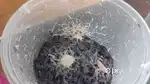 GRINDAL WORM