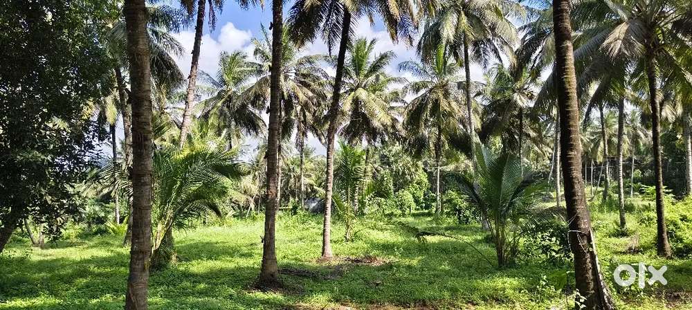 1.50 acres coconut farm for sale in kozhinjampara