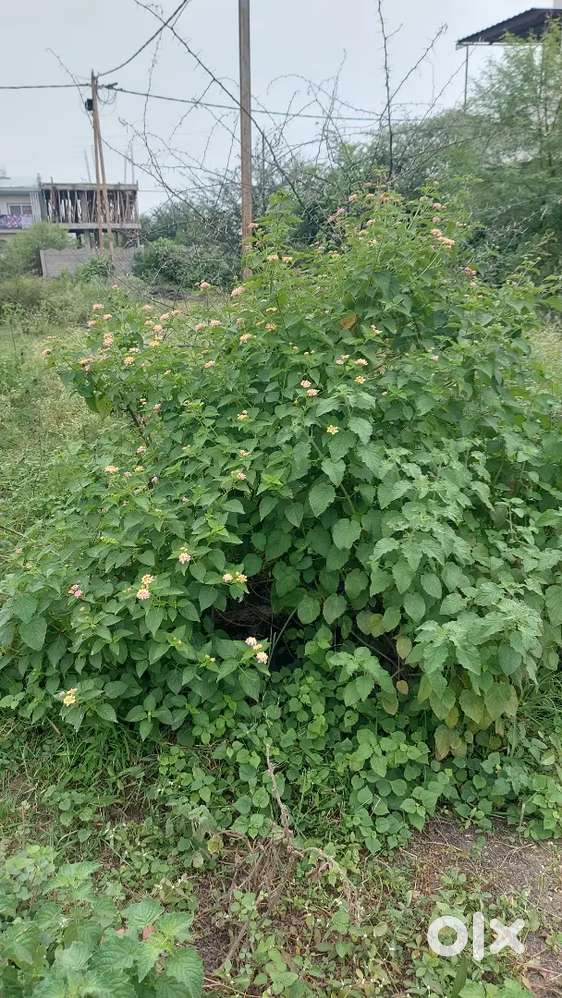 E-8 salaiya BDA corner plot