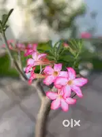 Big plants and a stool for sale (price in description)