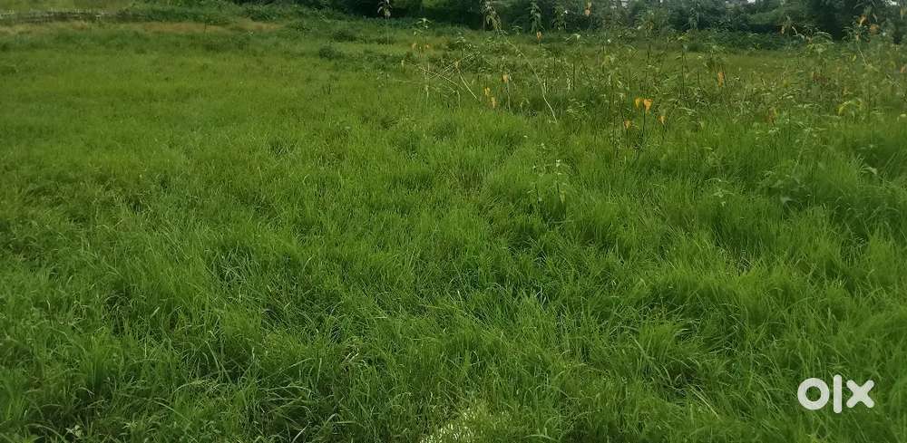 Urgent plot sale, convoy road, Bokul, kawaripatty, Amlaptty,