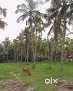 Plot for Sale at Kazhakkoottam