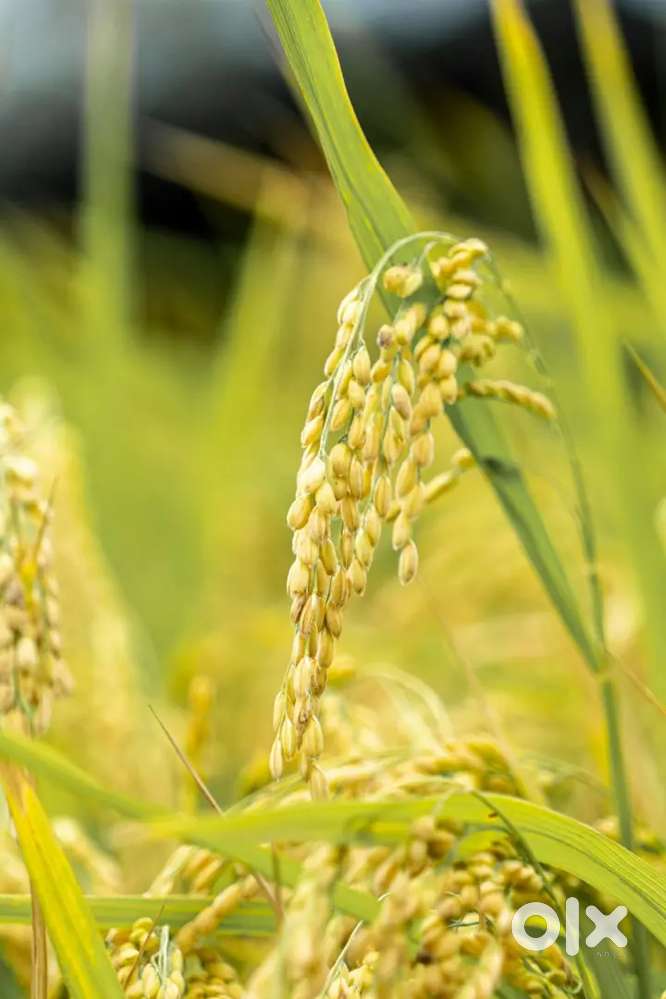 Wanted procurement/quality checking officer at rice mills