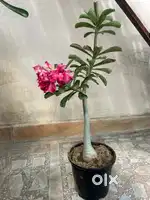 Adenium seed grown