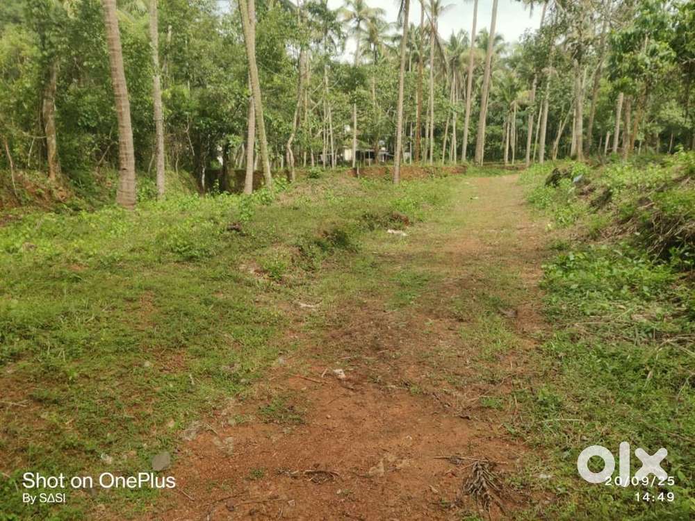 29.25 Cent Residencial Land for Sale At Manal,, Kannur (Nz)