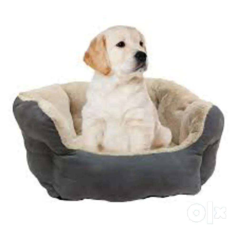 Dog Beds sale in Delhi Pet Shop