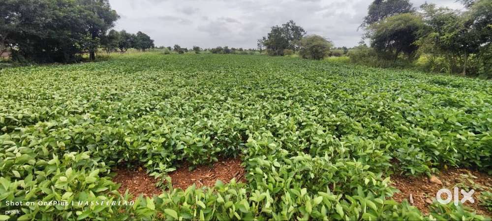 Farm land for sell 35000 sq.ft. -