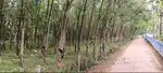 3.60 Acre Rubber plot