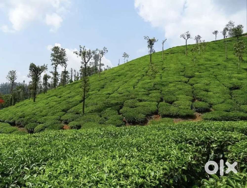 44 Cents Hill Top Tea Plantation View land For Sale