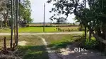Miyadi patta 10 bigha 4 kotha land for sale at vill Padmapur,Dholaibil