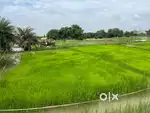 Agriculture land for sale 20 guntas near Narsapur Thunki Village
