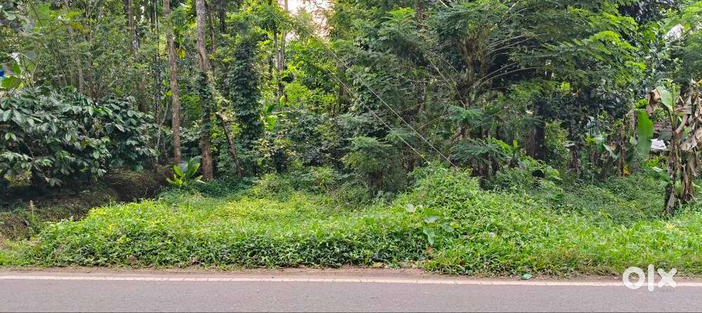 Road side plot