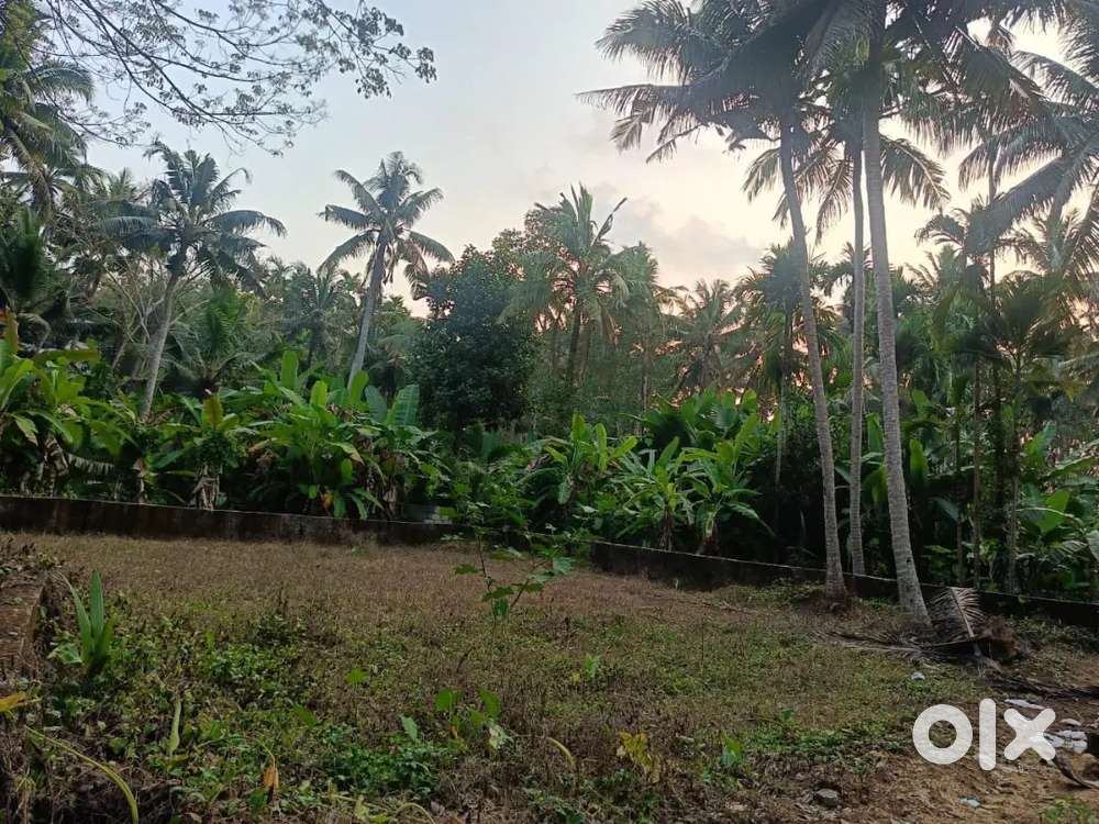Plot for sale near chempazhanthy