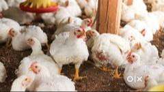 মাংসৰ দোকানৰ বাবে ল’ৰাৰ প্ৰয়োজন maligaon guwahati