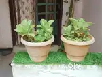 Kalanchoe realated plant