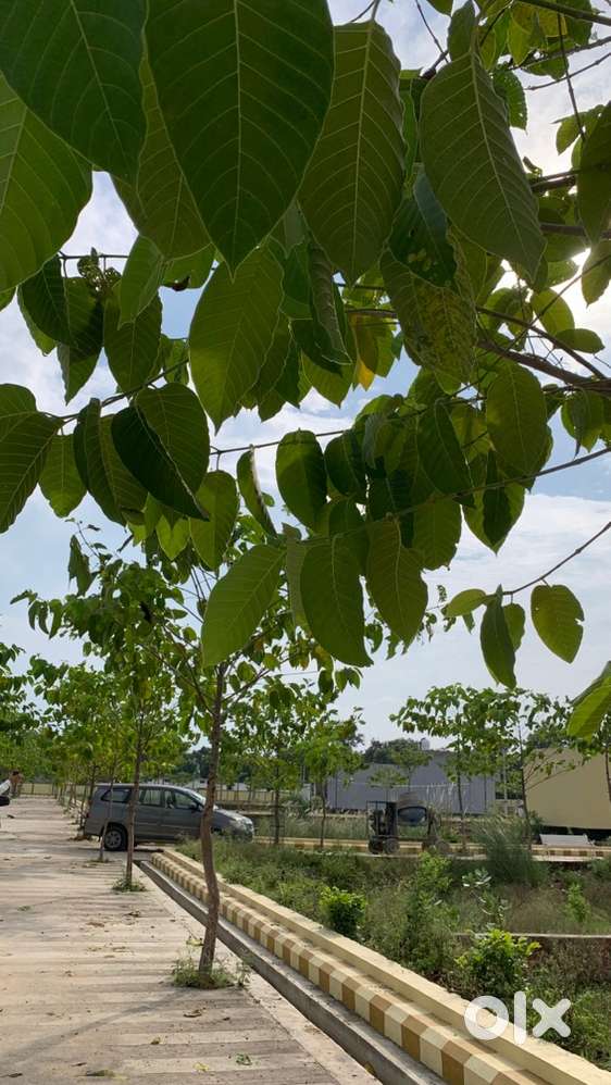 Corner Plot for Sale – Urgent Deal!