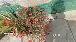 Flower plant