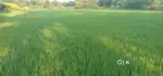 5 एकड़ कृषि भूमि कोंडेकेला ओडिसा में 8 लाख/एकड़ में उपलब्ध है