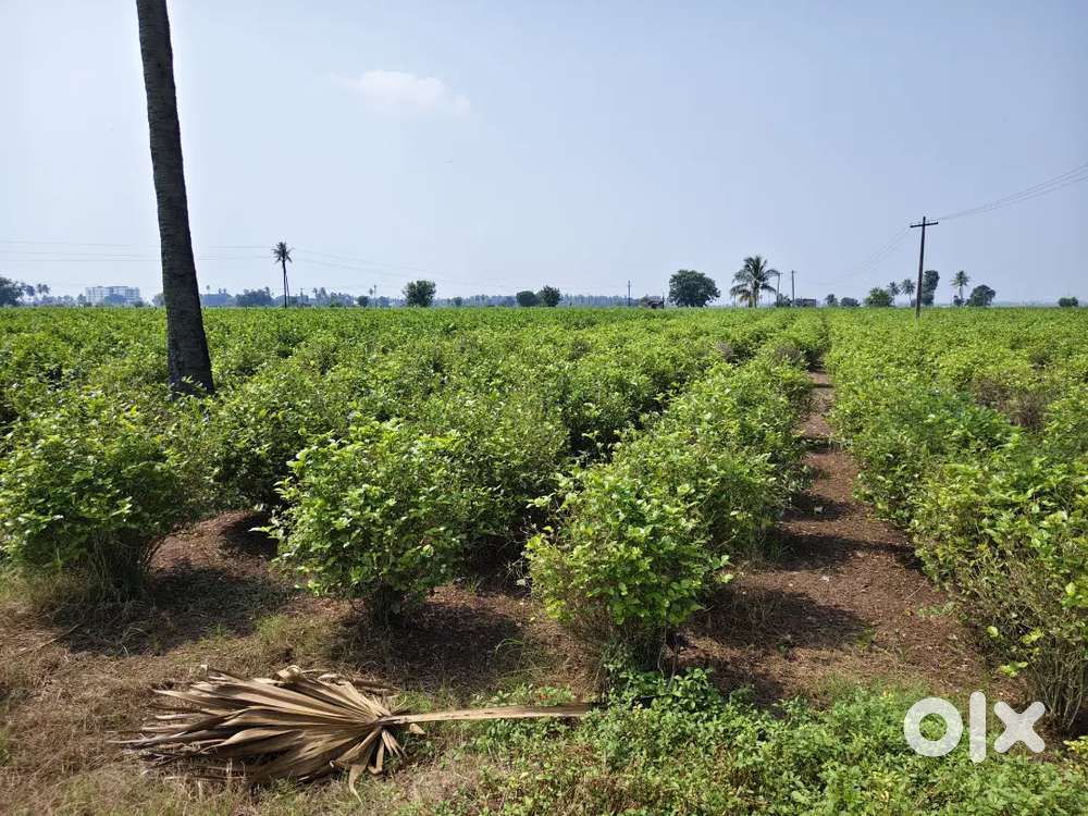మంగళగిరి దగ్గరలో వున్న పెదవడ్లపూడి రైల్వే స్టేషన్ సమీపంలో ల్యాండ్