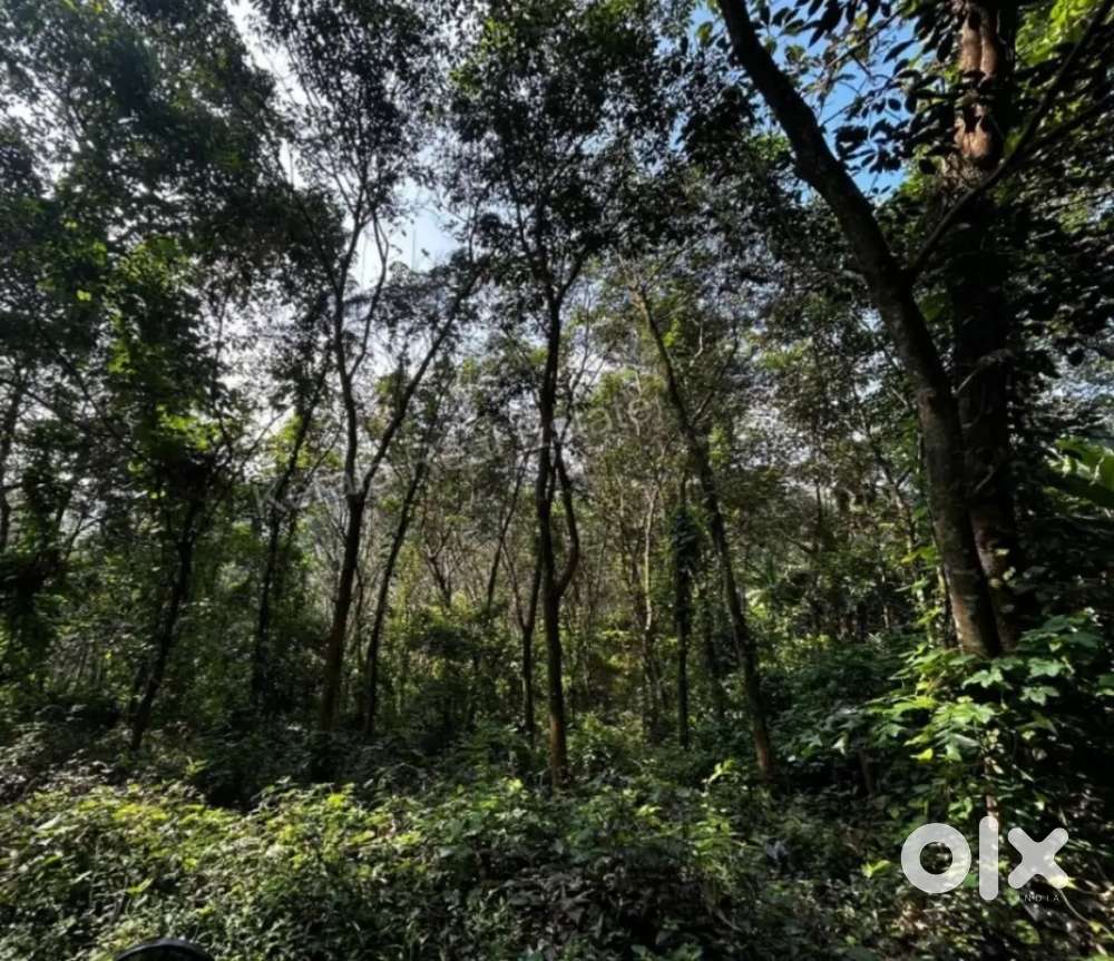 53 Cents Land for Sale 3 km away from AM Road at only Rs 5500/Cent