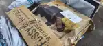 Parcel delivery job good earning
