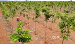 Red Sandal Farm Land