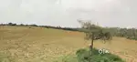 Farm land(poultry farm) plus agriculture land