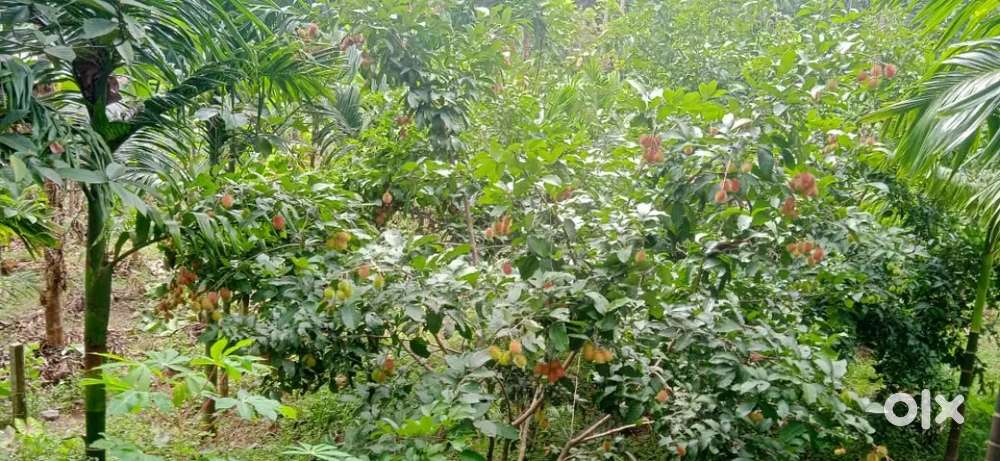 33 cent plot for sale near Ezhumuttom Society, Thodupuzha