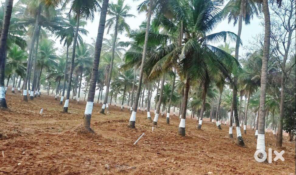 Call Farmland With Health and Wealth Concept with 6534sqft for sale