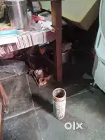 Hand pipe ( iron pipes )