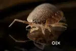 Pest control services